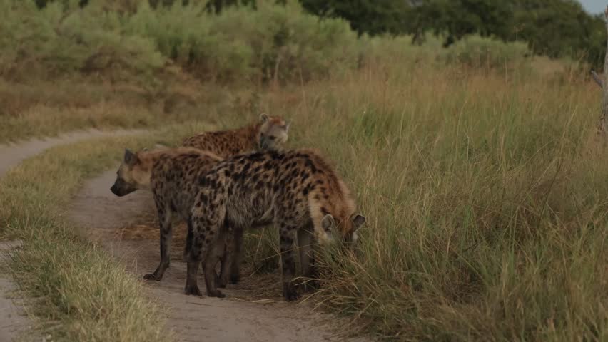 Three spotted hyenas standing in the dirt road while sniffing the green grass along the edge of the road, Botswana.