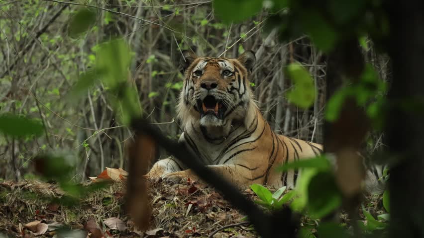 Medium shot of a tiger lying hidden in the jungle only visible through the leaves, Bandhavgarh National Park, India