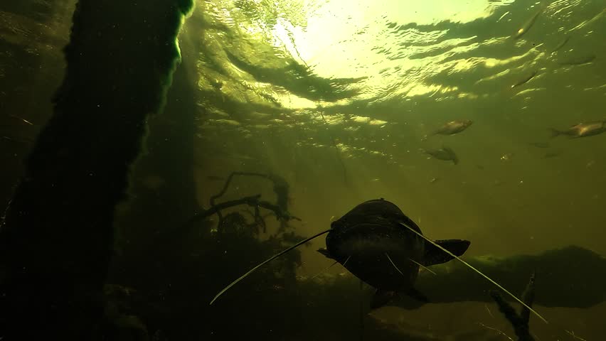 Low angle view beneath a wels catfish Silurus glanis as the camera approaches its head, startling it before it turns away and swims off in a lake.