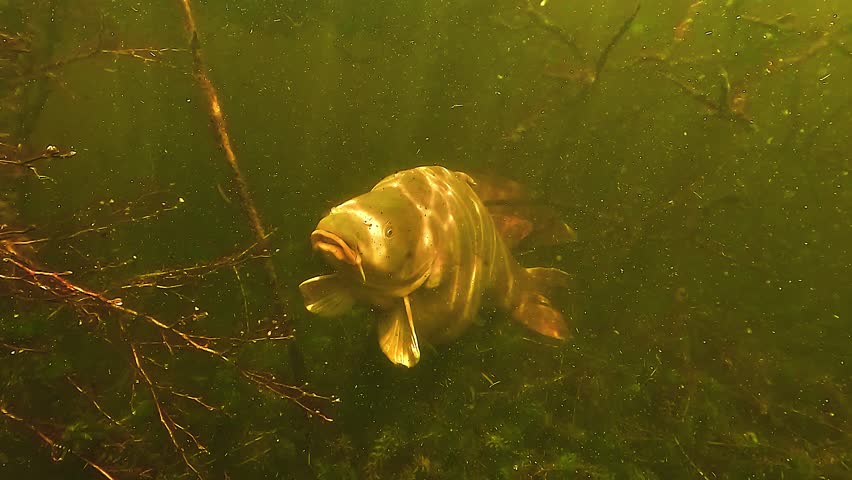 A striking golden mirror carp Cyprinus carpio moves through the particle filled water of a lake in close up, while sun rays shimmer across its back.