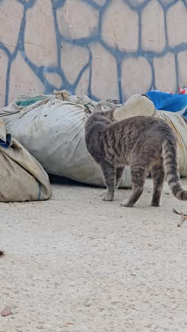 Tabby Cat Walking Near Fishing Nets Searching for Fish