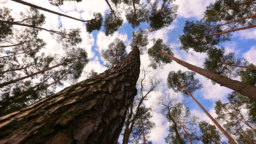 Pine forest (Pinus) in spring, treetops against the sky, camera rotation