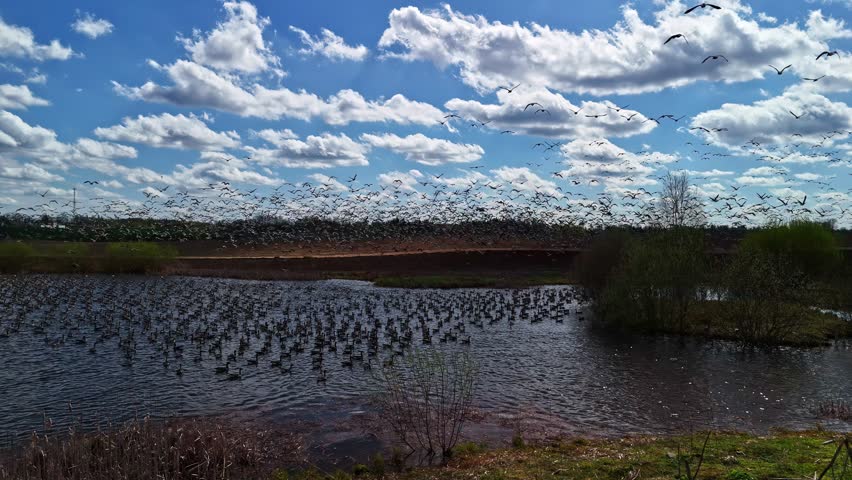 Thousands of migratory waterfowl fill sky and wetland lake surface during massive spring bird migration over Baltic landscape with dramatic clouds