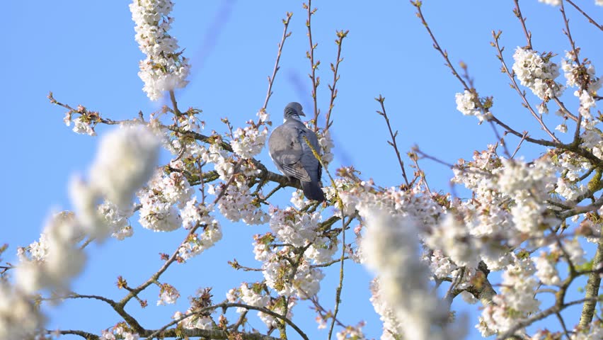 Wood pigeon observing perched on a  cherry tree branch, turning around and taking flight in a domestic garden. Columba palumbus, Prunus avium, Indre-et-Loire 37, région Centre, France, Europe