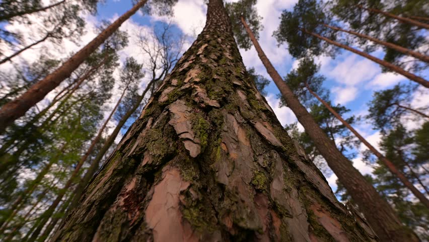 Pine forest (Pinus) in spring, treetops against the sky, camera climbing