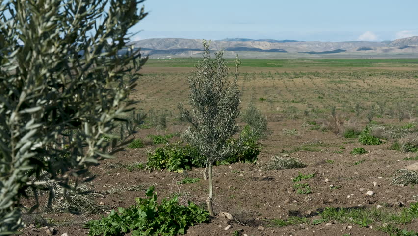 Young olive tree in a dry field. Small olive sapling growing in a rural landscape with mountains in the background under a sunny blue sky.