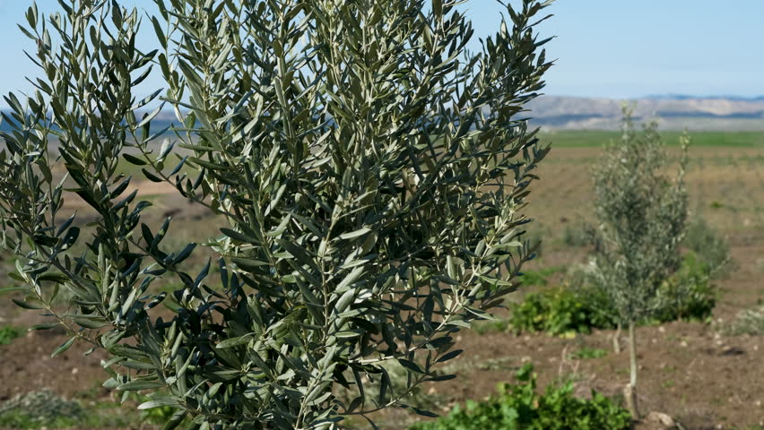 Young olive tree in a dry field. Small olive sapling growing in a rural landscape with mountains in the background under a sunny blue sky.