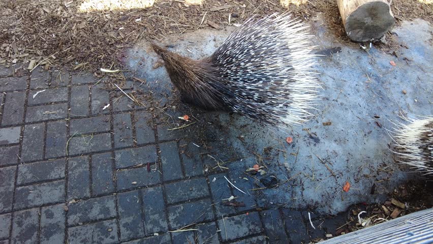 A porcupine is moving around on the ground at a wildlife park. The park has dirt and some stones. It is daytime and the weather is warm. People enjoy watching the animal.