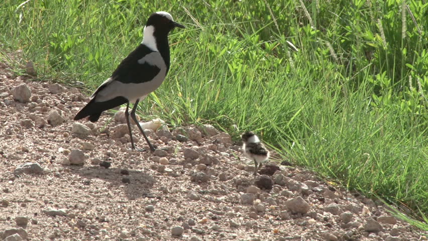 backsmith plover with a baby