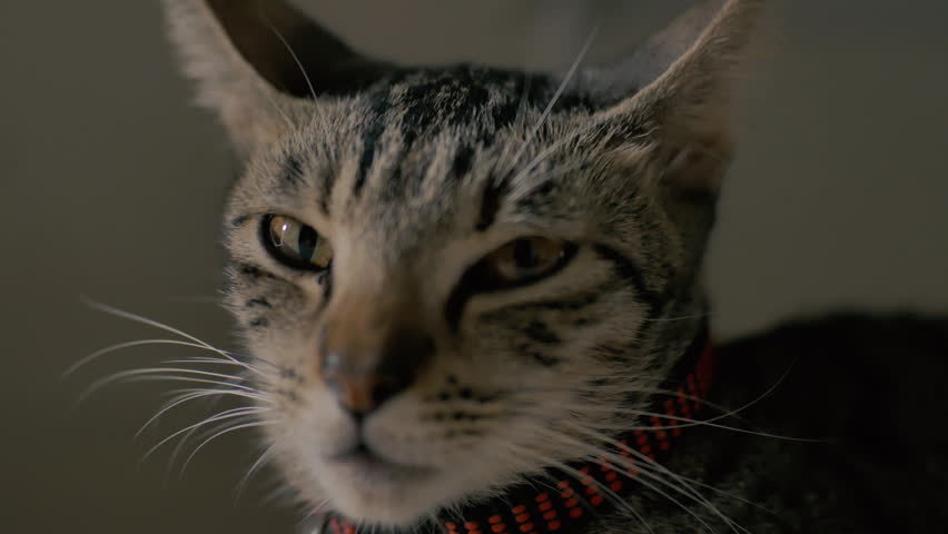 Close up of a sitting tabby cat