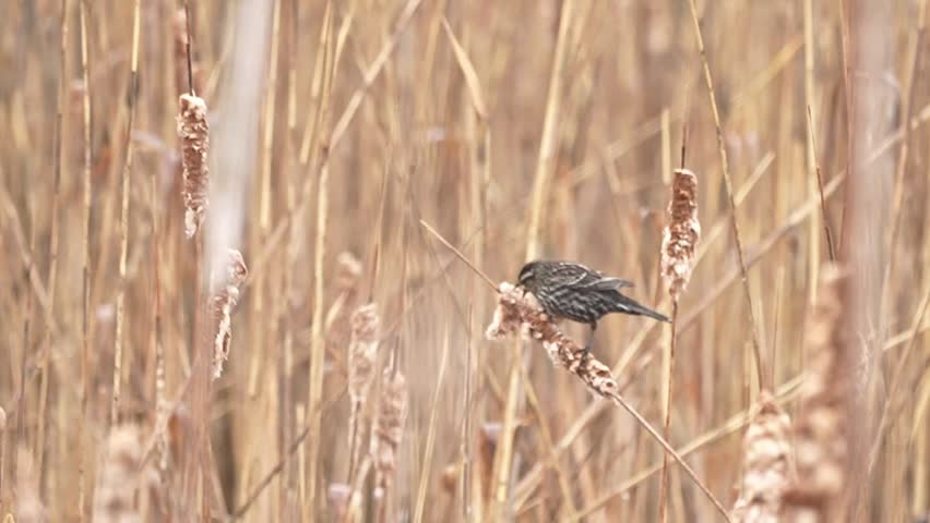 Female red-winged blackbird perched on cattail reeds in a wetland, actively foraging by opening the cattail fluff to search for insects. The bird balances and moves naturally among the reeds in a medium close-up shot. Captured in a calm, natural environment, this clip highlights authentic wildlife behavior, texture, and interaction with habitat. Ideal for themes of nature, ecology, and animal feeding behaviour.