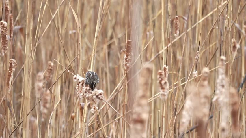 Red-winged blackbird perched on cattail reeds in a wetland, hanging upside down while foraging and searching for insects inside the cattail fluff. The bird demonstrates natural feeding behavior and balance before taking off in flight at the end of the clip. Captured in a calm outdoor environment, this footage highlights authentic wildlife interaction and dynamic movement.