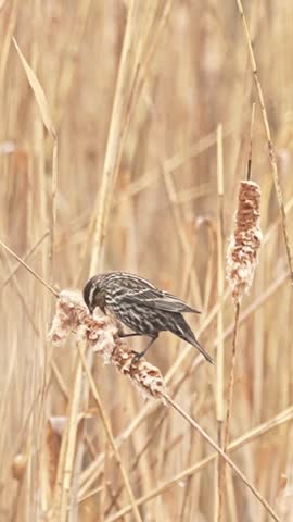 Vertical format video of a female red-winged blackbird perched on cattail reeds, actively foraging and searching for insects within the plant. This clip emphasizes natural wildlife behavior in a wetland environment, optimized for mobile viewing and social media content. Ideal for vertical storytelling, nature themes, and ecological visuals.