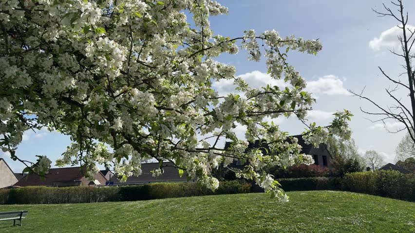 White blossom tree in spring park