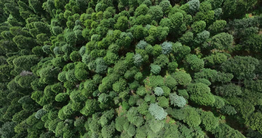 Aerial view of beautiful forest mountain landscape	