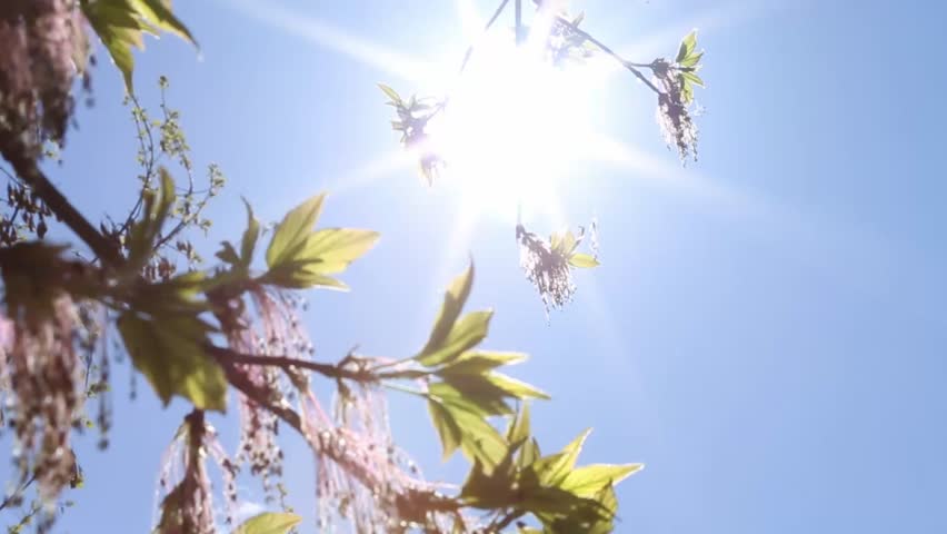Tree branches with green leaves sway gently in the wind, shot from below against a bright blue sky, the camera pans slightly as sunlight shines through the canopy.