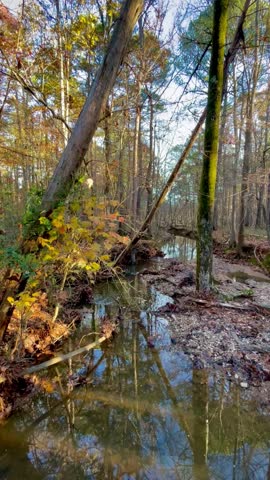 Woodland Stream with Fall Foliage (Cary, North Carolina, USA)