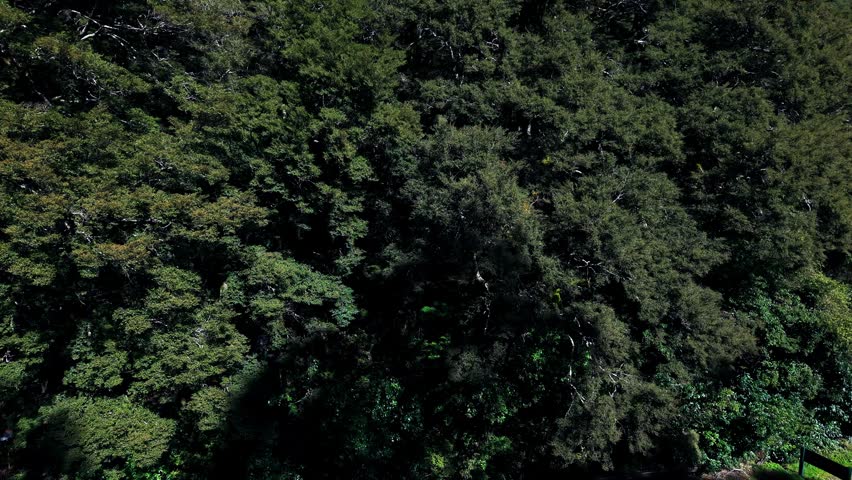 Thunder Creek Falls ( Haast Pass)