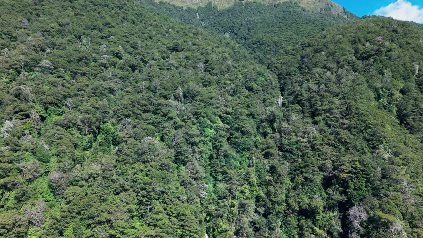 Thunder Creek Falls ( Haast Pass)