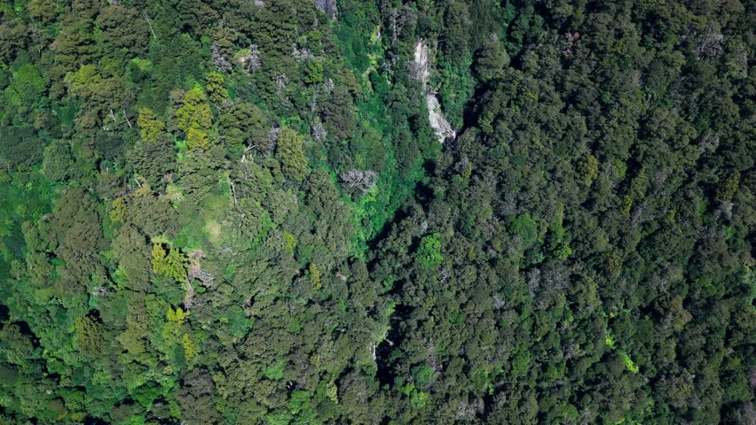 Thunder Creek Falls ( Haast Pass)
