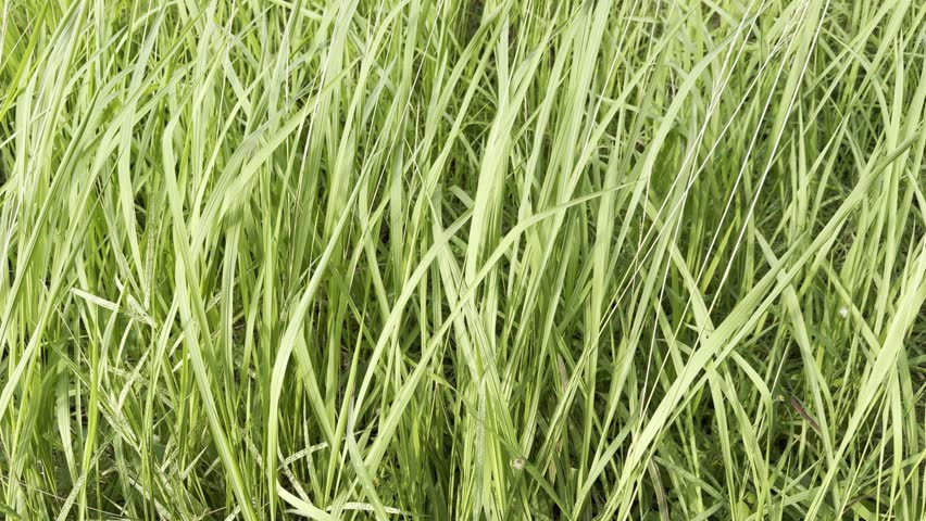 Green grass around the garden. 