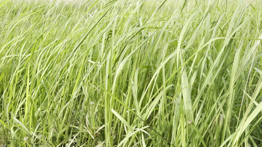 Green grass around the garden. 