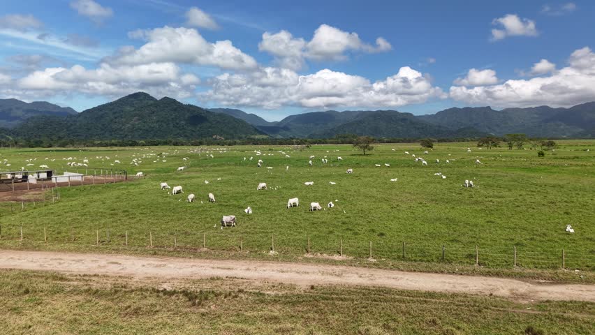 Cattle grazing on natural pasture is a typical feature of the Brazilian countryside - Caraguatatuba, São Paulo, Brazil