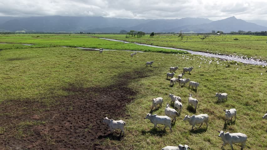 Cattle grazing on natural pasture is a typical feature of the Brazilian countryside - Caraguatatuba, São Paulo, Brazil