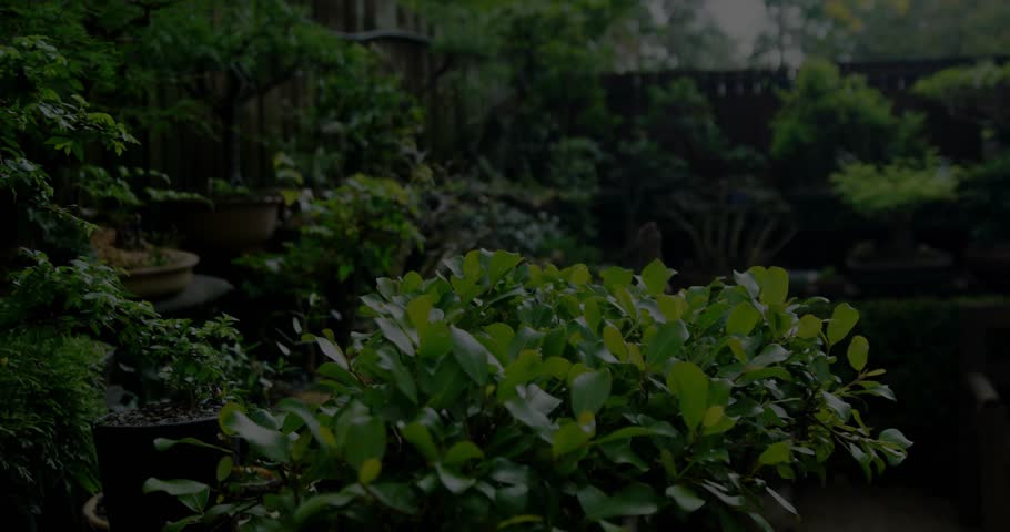 Front shrub anchoring while faint guides appearing, charts and gauges visualizing plant data tech. Garden, backyard, patio, outdoor, nature, greenery, foliage