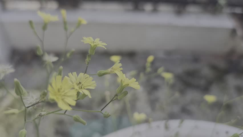 delicate yellow wildflowers blooming outdoors
