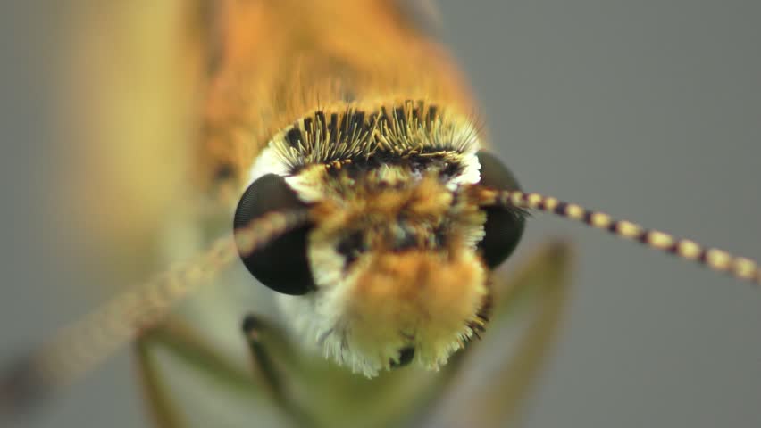 Stunning 4K extreme macro footage focusing on the head of a Fiery Skipper butterfly. The video captures the large dark eyes, furry face, and antennae in incredible high-definition detail.