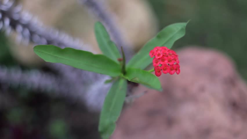 Close-up view of the flowers of the succulent plant called Crown of Thorns.
