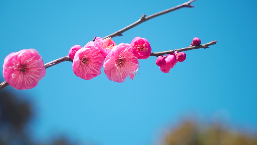 Red Plum Blossoms in Full Bloom Under a Clear and Bright Blue Sky