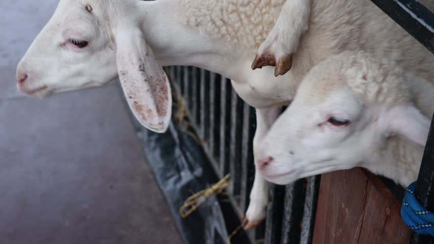 Closeup of a animal sheep in a farm 