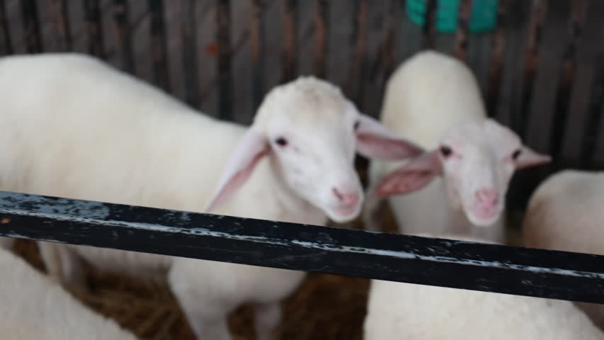 Closeup of a animal sheep in a farm 