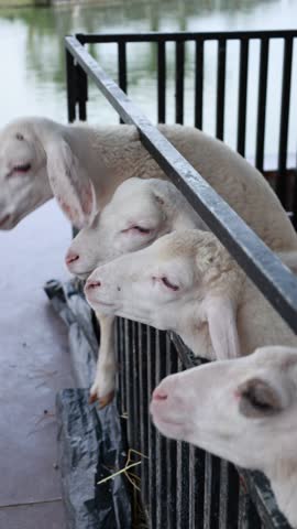 Closeup of a animal sheep in a farm 