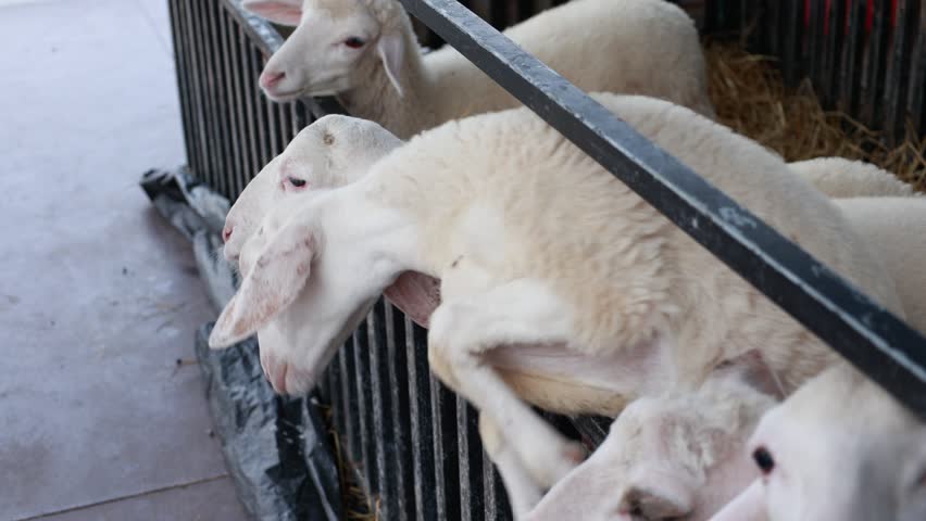 Closeup of a animal sheep in a farm 