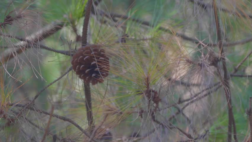 4K Close Up of Pine Trees and Cones in Forest