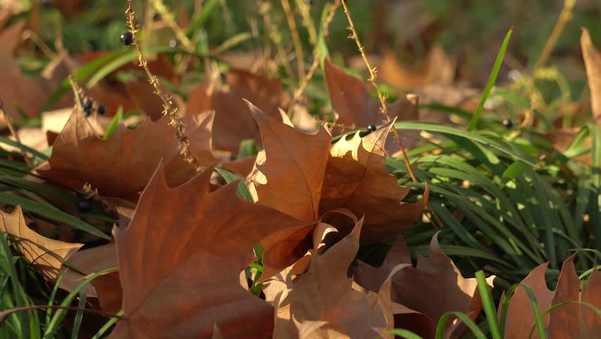 Serene Autumn Forest Landscape with Gently Falling Leaves Natural Scenery