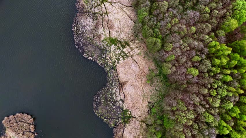 Overhead aerial view of a lake shoreline, contrasting dark water, a strip of dry reeds and marshy vegetation, and a dense, vibrant green forest during early spring, top-down perspective, nature landsc