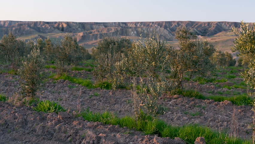 Young olive tree in a dry field. Small olive sapling growing in a rural landscape with mountains in the background under a sunny blue sky.