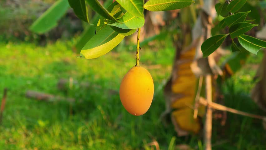 Marian plum fruit, in the garden,nature