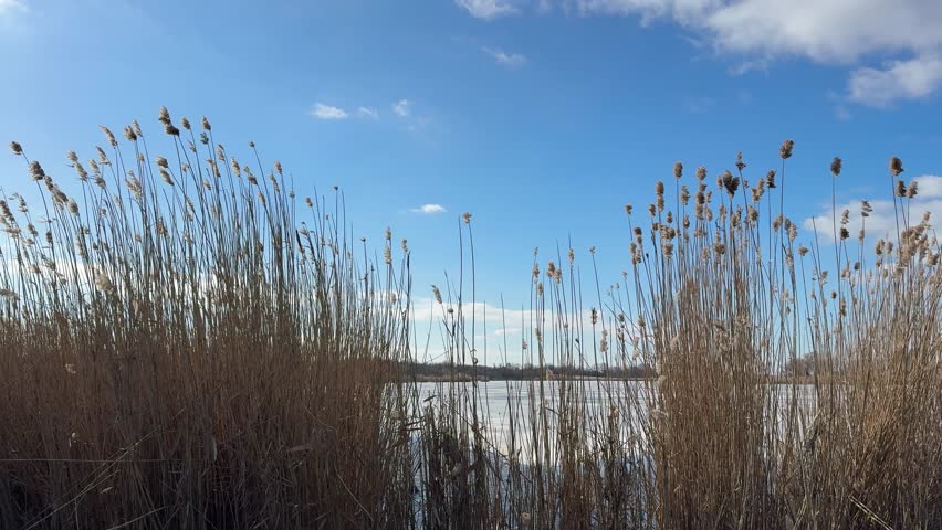 Reeds sway on the bank of a frozen river.
