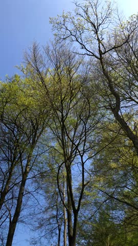 Trees with green lush foliage and leaves in a forest, tree trunks and branches, natural wilderness on a sunny day in spring, panning vertical video