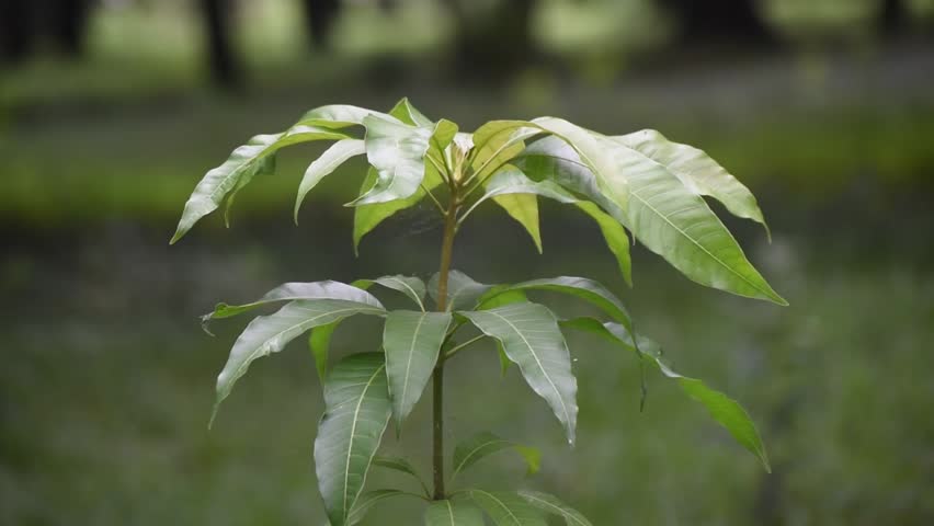 Large green Mango tree Mangifera indica standing in an orchard field.