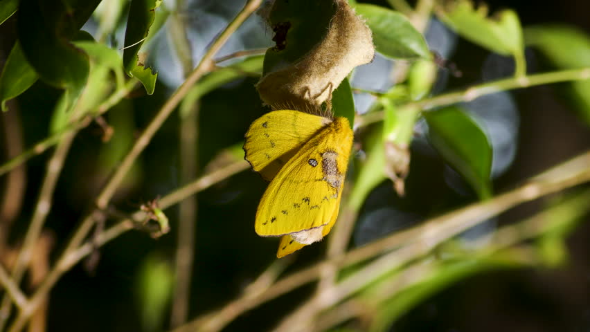 Close-up of a newly emerged yellow Lappet Moth (Trabala vishnou) resting on a leaf with dramatic side lighting and dark background.