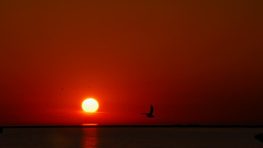 Sun rises over water with birds time lapse