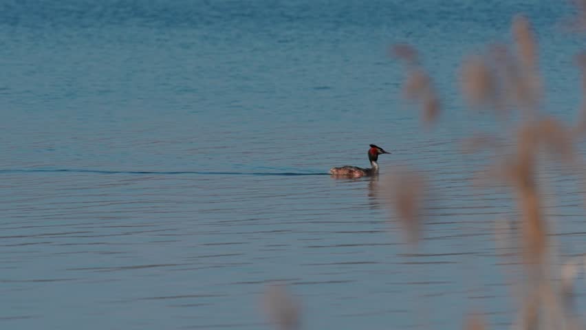 Great crested grebe in breeding plumage. A large bird with a long neck is on the calm surface of a lake. Wide shot.