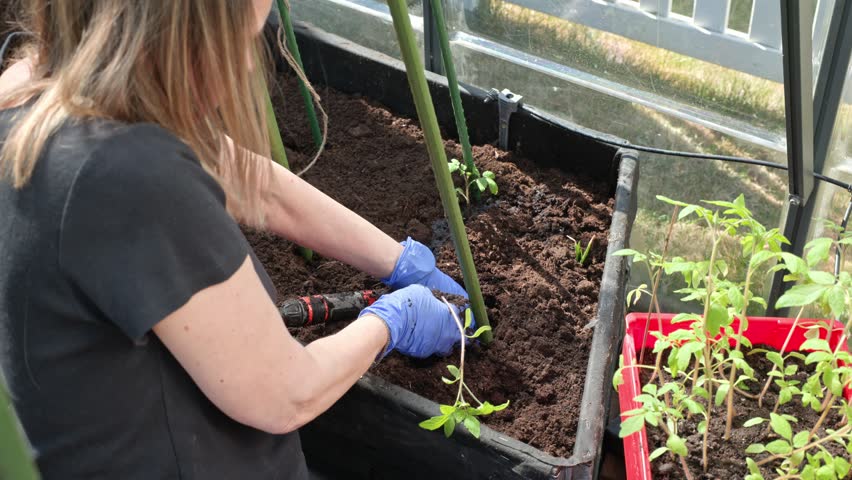 Close up view of woman planting young seedlings in soil inside greenhouse and watering. Sweden.