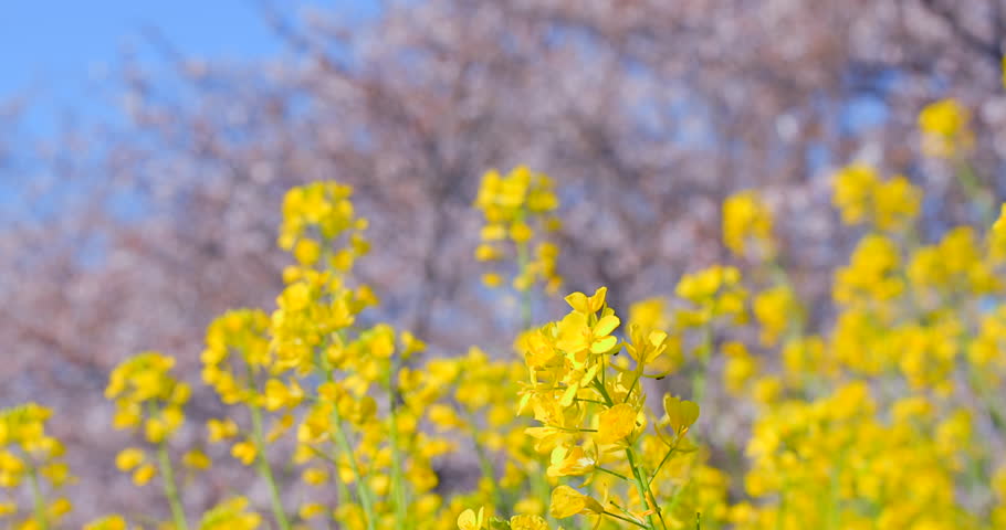 A beautiful scene of cherry blossoms in full bloom and rapeseed flowers, heralding the arrival of spring.